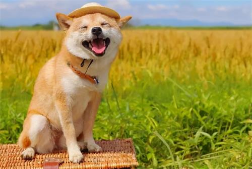 「CRA压力调解」如何才能缓解工作上积累的压力?(图4) 「CRA压力调解」如何才能缓解工作上积累的压力?(图4)